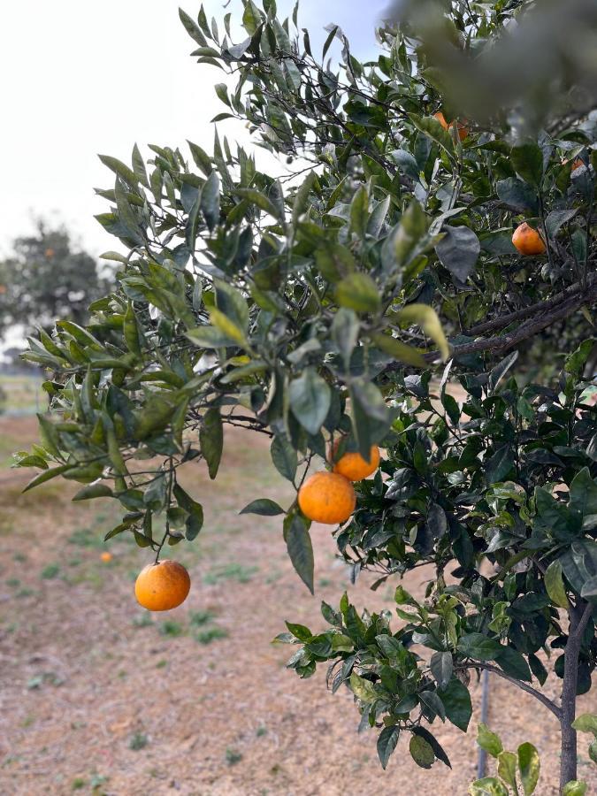 Agua De Verano San Bartolomé de la Torre Esterno foto
